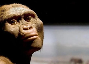 elephants in modern implementation can jump 3 2 million years old 128099