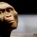 elephants in modern implementation can jump 3 2 million years old 128099