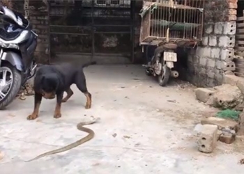 entering the house of rats and snakes affected by the attack of giant dogs 129037