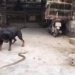 entering the house of rats and snakes affected by the attack of giant dogs 129037