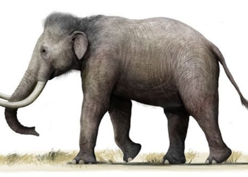 europe once was the home of the smallest mammoth in the world 129148