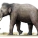 europe once was the home of the smallest mammoth in the world 129148