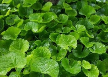 expert reveals 4 types of houseplants that help effectively reduce fever 128442