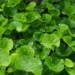 expert reveals 4 types of houseplants that help effectively reduce fever 128442