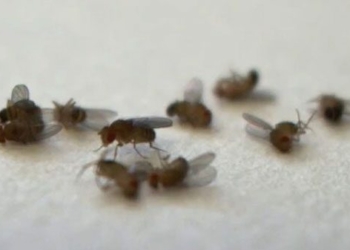 explain the deadly effect on massive flies 128094