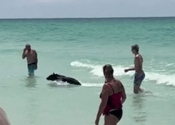 explaining the unusual appearance of black bears at florida beaches 128102