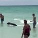 explaining the unusual appearance of black bears at florida beaches 128102