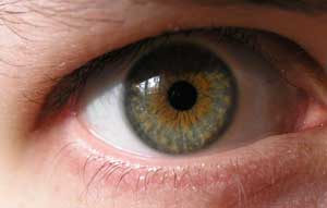 Eyes
