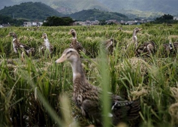 farmers china use duck squadrons to clean ancient culture on rice fields 128480