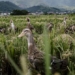 farmers china use duck squadrons to clean ancient culture on rice fields 128480