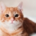 find a way to remove cat ovaries without surgery 127998