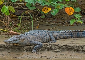 first time scientists discover saurian traces 127925