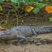 first time scientists discover saurian traces 127925