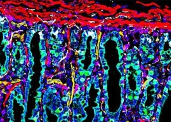 first time scientists simulate and map a part of the human body 128876