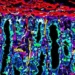 first time scientists simulate and map a part of the human body 128876