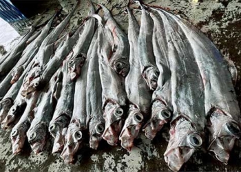 fishermen catch catfish while many people fear bad forecast 126978
