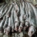 fishermen catch catfish while many people fear bad forecast 126978