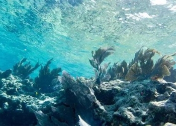 florida sea water temperature higher than ever seen storm drain hot water 128878