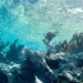 florida sea water temperature higher than ever seen storm drain hot water 128878