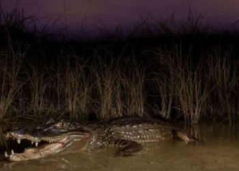 florida successfully removes alligator danger 129146