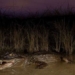 florida successfully removes alligator danger 129146