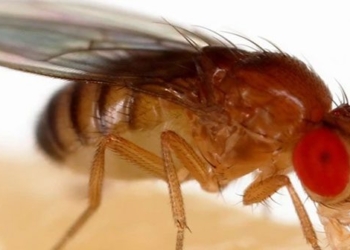 fly reducing from an insect species harming humans scientists 127881
