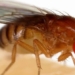 fly reducing from an insect species harming humans scientists 127881