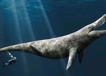 fossil 152 million year old t rex ocean reveals surprise in museum 127463