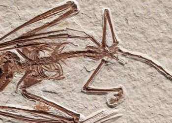 found the oldest bone in the world dating back 52 million years 126968
