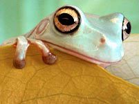 frog