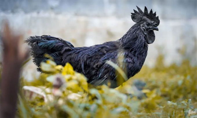 Ayam Cemani chicken with a solid black appearance.