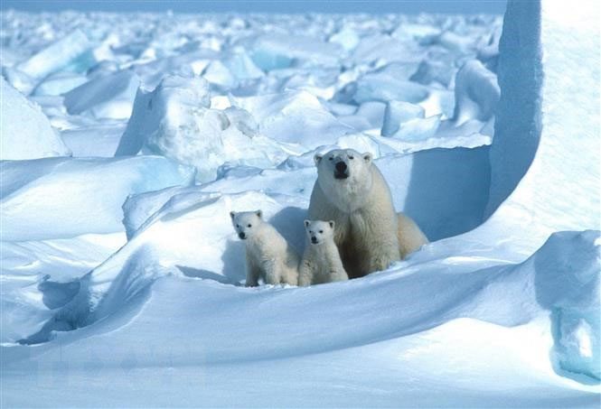Arctic Polar Bear