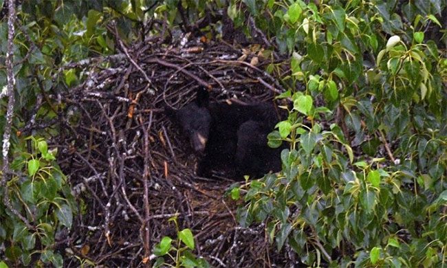 A black bear sound asleep in an eagle's nest.