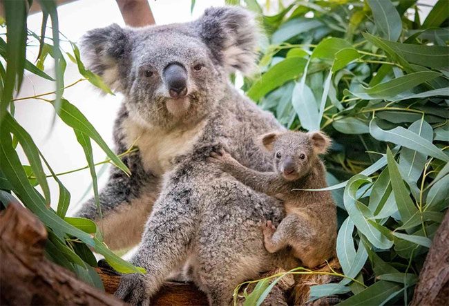 Koala