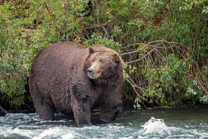 Brown Bear