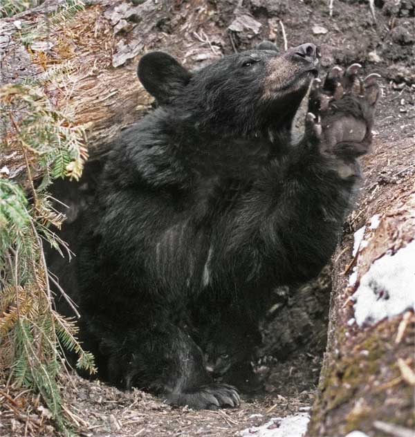 You could be attacked if you accidentally wake them during hibernation.