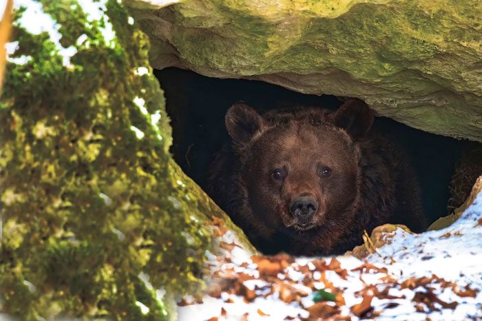 Waking a bear can provoke aggressive reactions