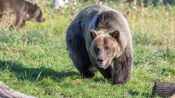 If you accidentally disturb a hibernating bear, it is important to retreat slowly