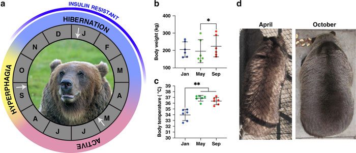 Bear hibernation can last up to nearly 6 months