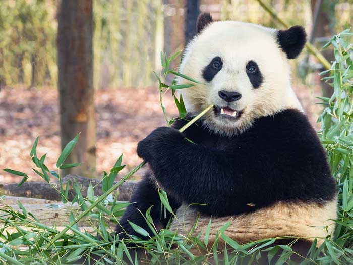 They primarily eat bamboo and shoots, consuming approximately 30 kg each day.