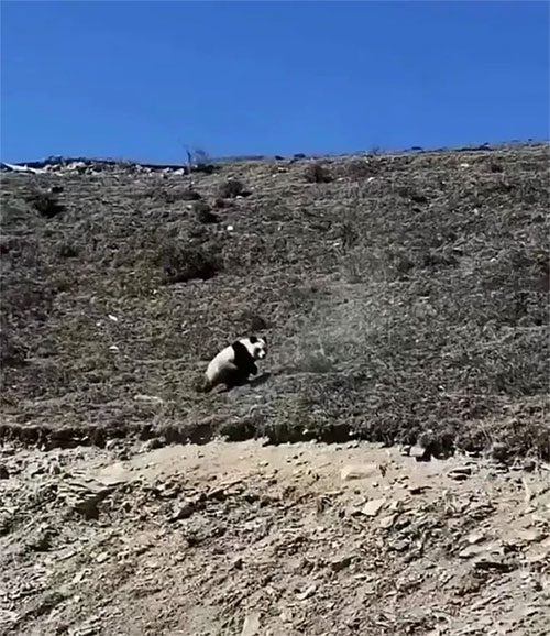 Giant pandas cannot exist in the Qinghai Plateau.