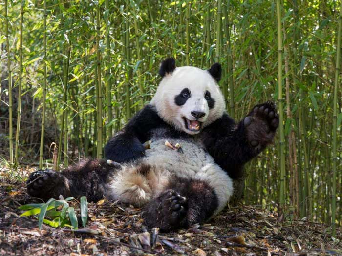 The giant panda eats bamboo during its leisure time, looking very lazy.