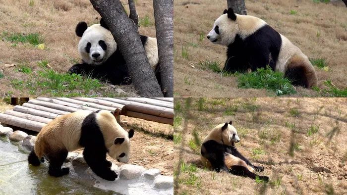 Giant pandas are considered a national treasure of China