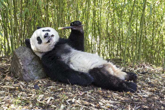 The reproductive ability of giant pandas is not strong.