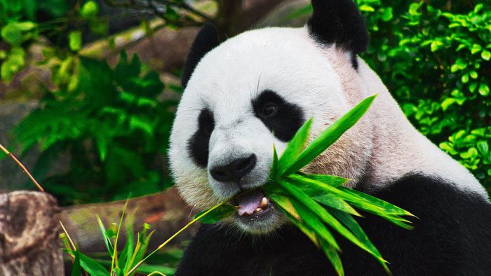 Giant pandas are actually very lazy animals