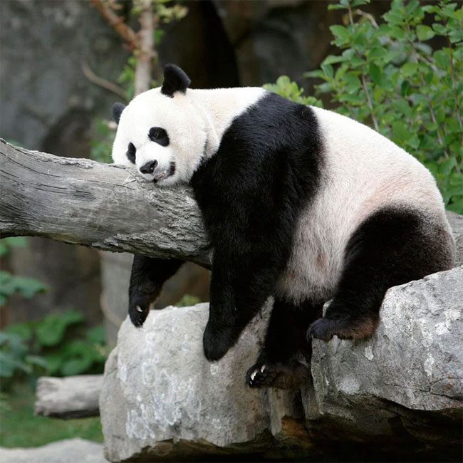 Breeding pandas is a highly complex job.