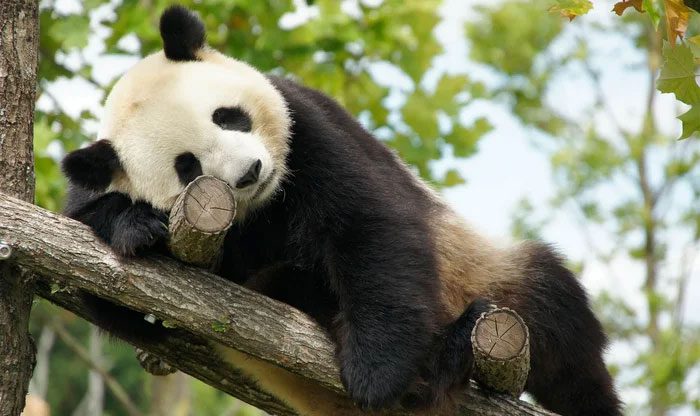 Giant pandas spend a lot of time eating each day.