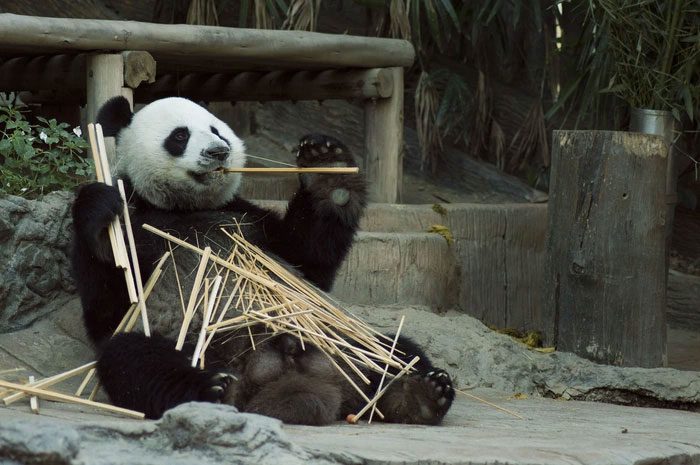 The vitality of pandas is weak, and their resistance is not strong enough.