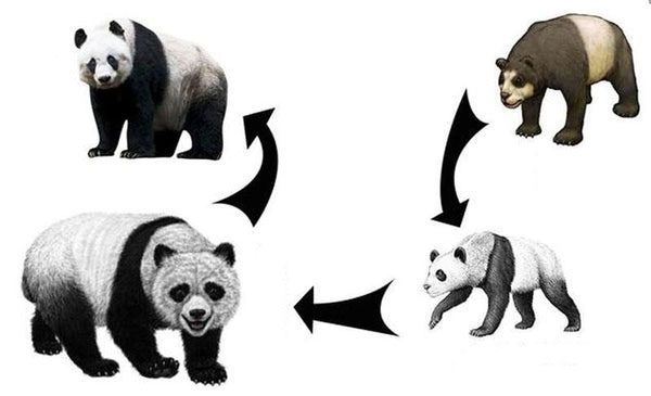 Fossil data also shows that there were no giant pandas in Qinghai historically.