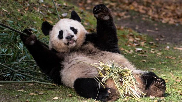 Giant pandas are an endangered species that needs human protection and research.